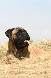 BULLMASTIFF 284